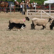 Border Collie - Sheepdog